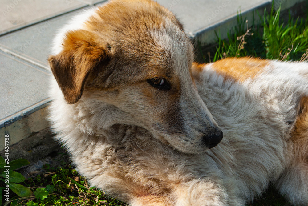 The picture of the dog lying on the ground with head put on the border ...