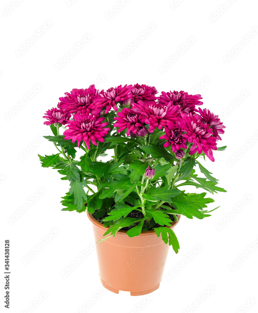 Beautiful bush of pink chrysanthemum in pot on white background. Beautiful bush of pink chrysanthemum in pot on white background.