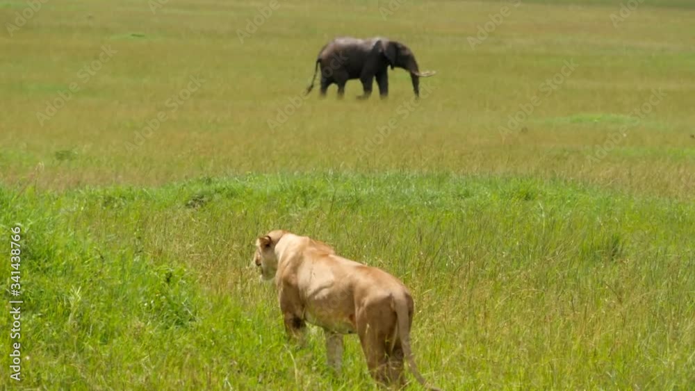 A lioness hunts while an elephant walks in the background A lioness hunts while an elephant walks in the background