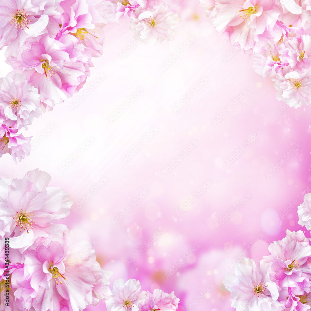 White background with beautiful pink cherry flowers for your design and home decor