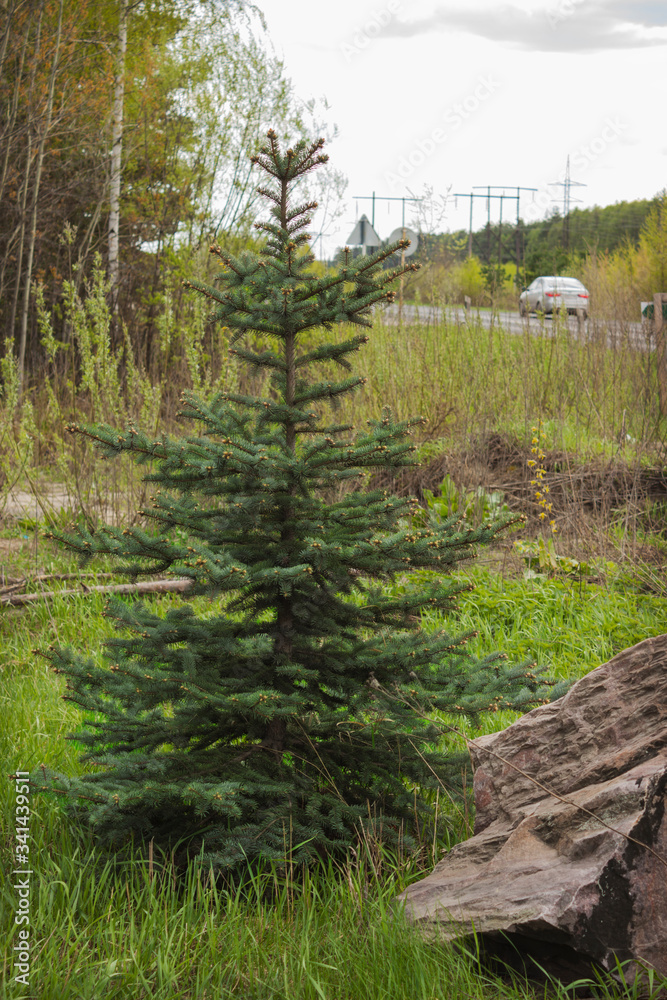 Green young christmas tree by the road. Spring time Green young christmas tree by the road. Spring time