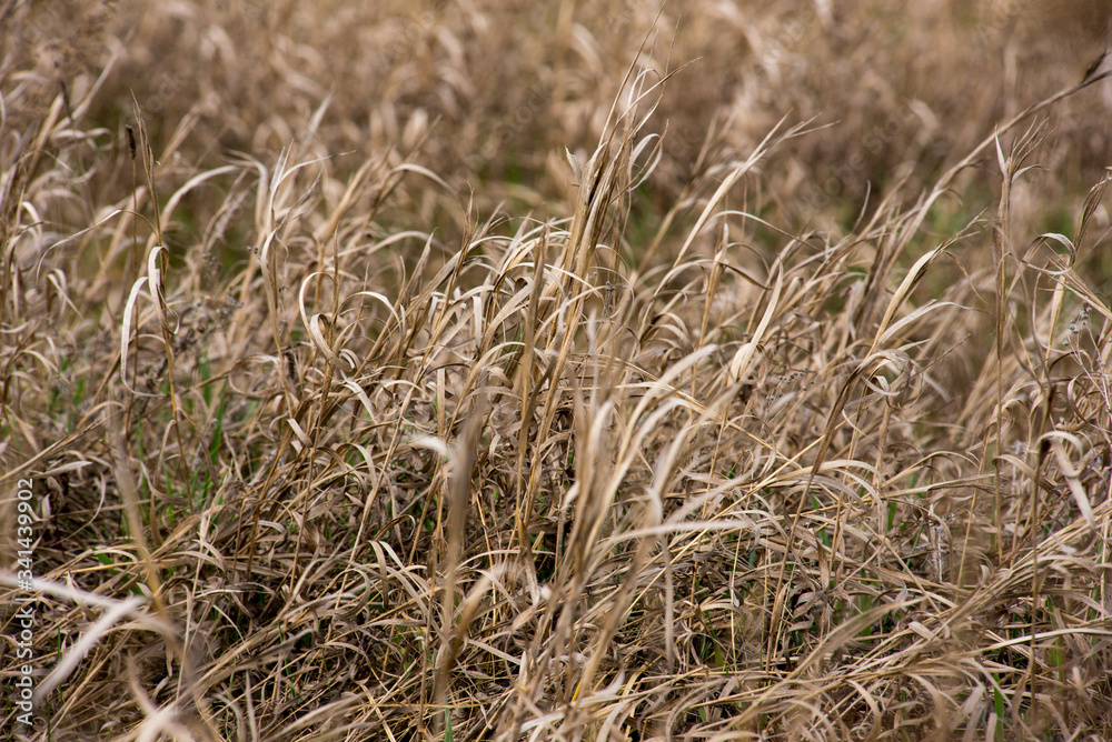 Fototapeta premium dry grass in the wind in summer