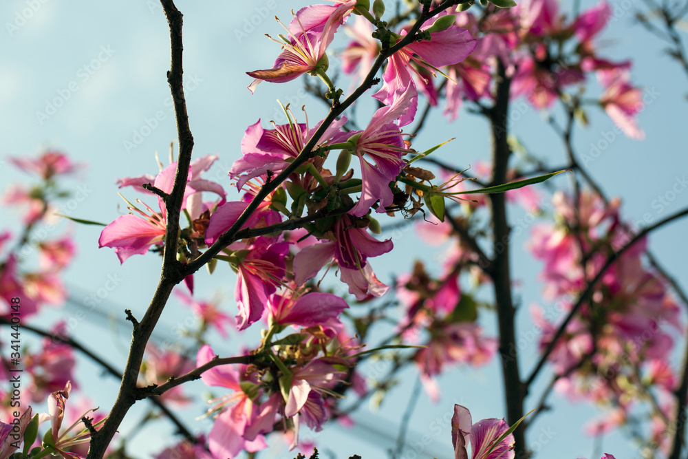 Pretty pink flowers with a cloudy blue sky background