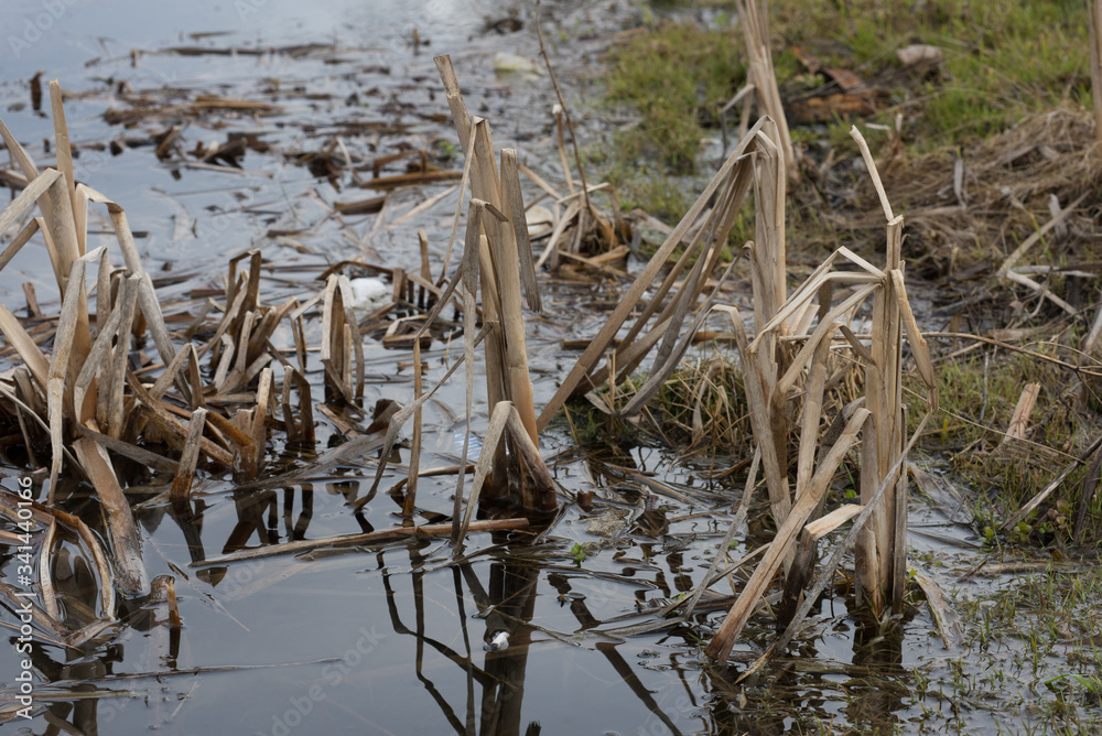 dry reeds in the water