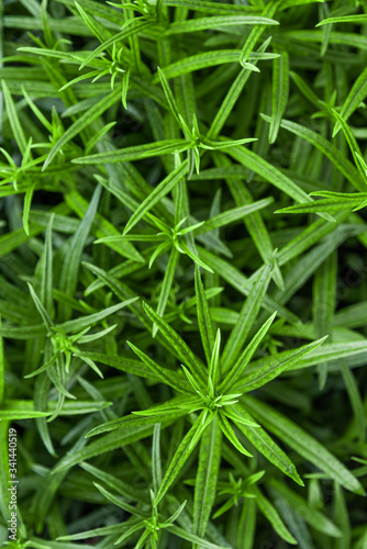 Green leaves or grass. Color monochrome background. Nature texture.