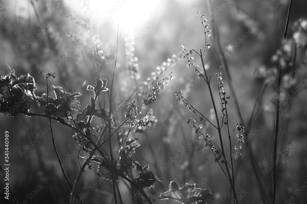 Fototapeta premium morning dew on the grass sunrise