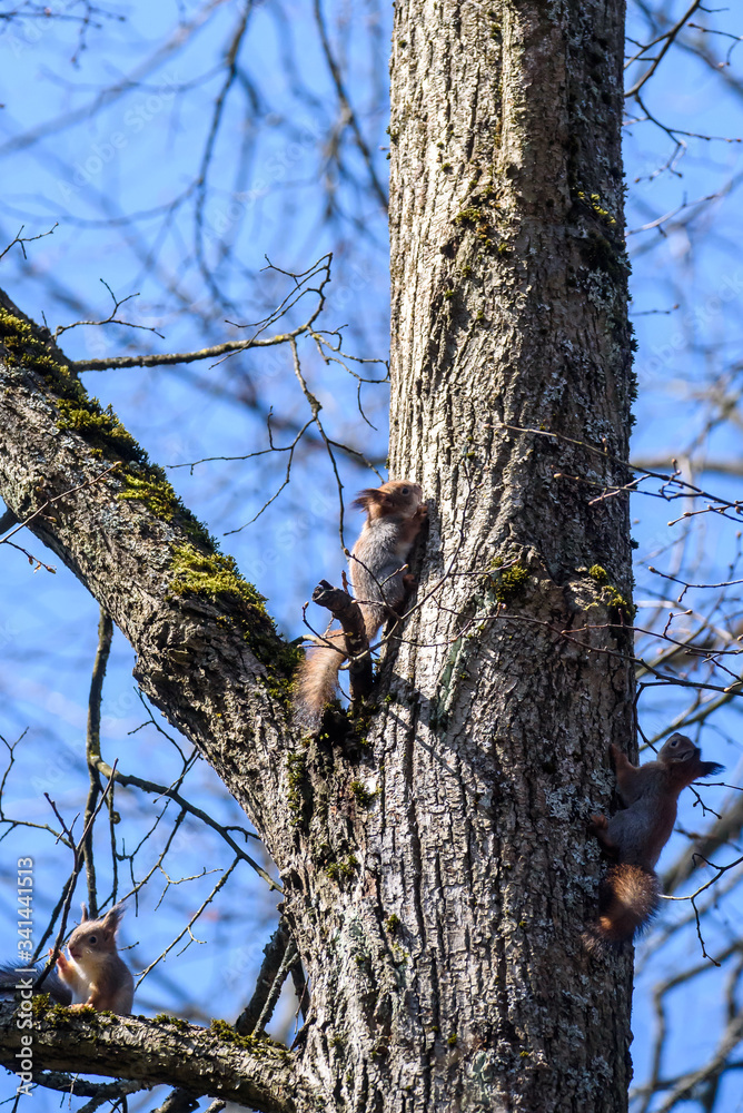 Selective focus photo. Three Squirrels on tree trunk. Selective focus photo. Three Squirrels on tree trunk.
