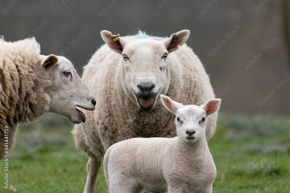 Two sheep bleating at a lamb Two sheep bleating at a lamb