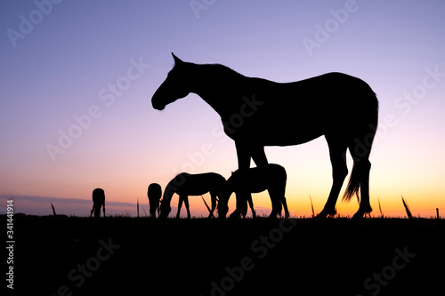 silhouettes of horses in meadow against colorful setting sun