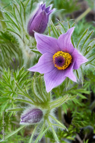 Several blossoms of pulsatilla grandis, each of them in a different state, form closed to completely opened.