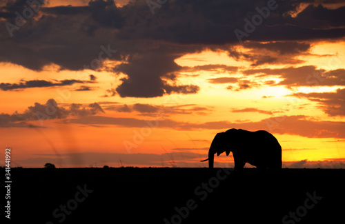 Silhouette of African elephant during sunset