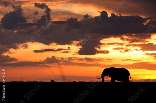 Silhouette of African elephant in Masai Mara
