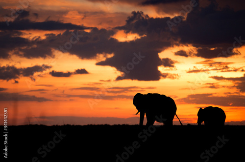 Silhouette of African elephants during sunset
