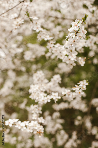 spring flower on the tree.flowers.flowering
