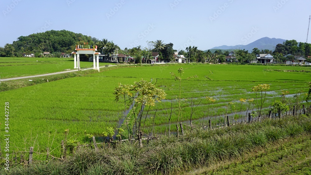 green rice fields near hue