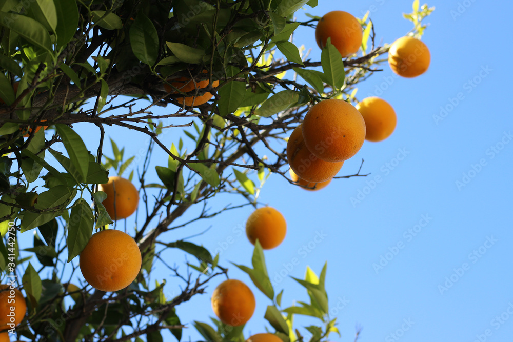 orange tree with fruits