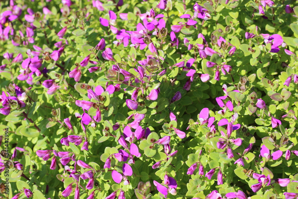 field of purple flowers