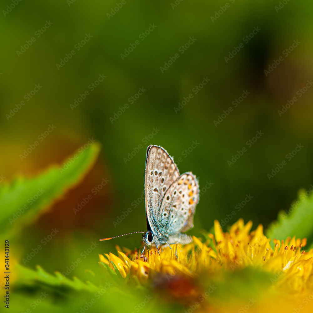 Butterfly Lycaena sits on a flower and collects nectar. Butterfly Lycaena sits on a flower and collects nectar.