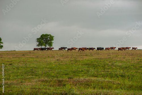 herd of domestic cows returns from the pasture.