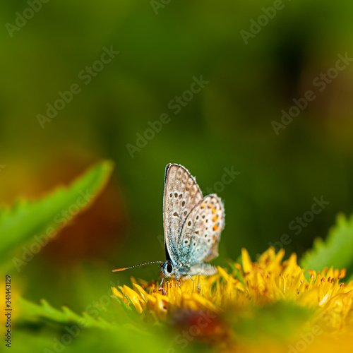 Butterfly Lycaena sits on a flower and collects nectar.