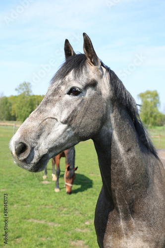 Beautiful portrait of a grey horse
