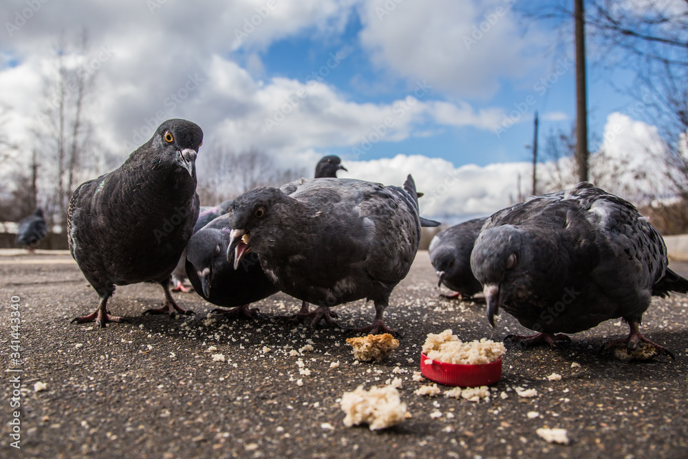 Fototapeta premium flock of pigeons pecks bread crumbs in spring afternoon
