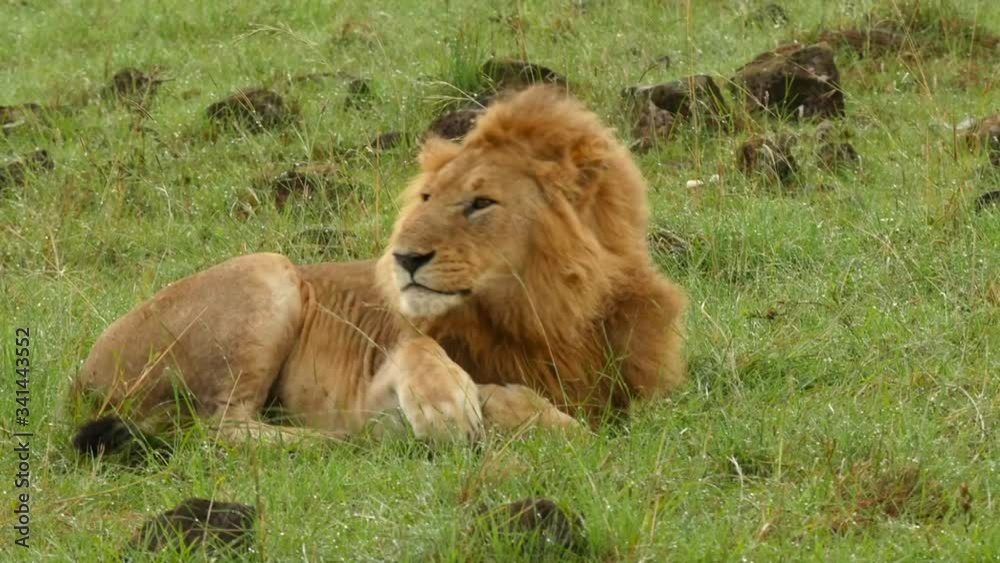 A male lion rests in the grass in the Masai Mara A male lion rests in the grass in the Masai Mara