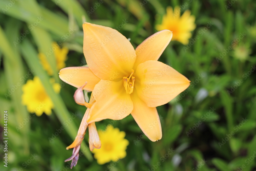 Obraz premium yellow flowers in the garden