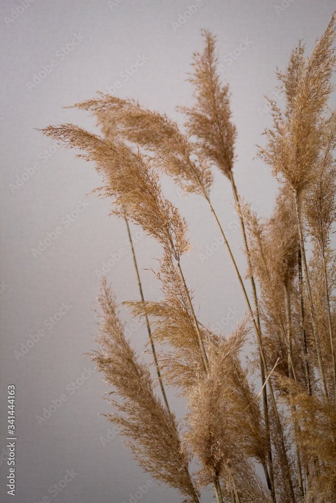 Deadwoods of reed brunches on the background of grey wall - obrazy, fototapety, plakaty 