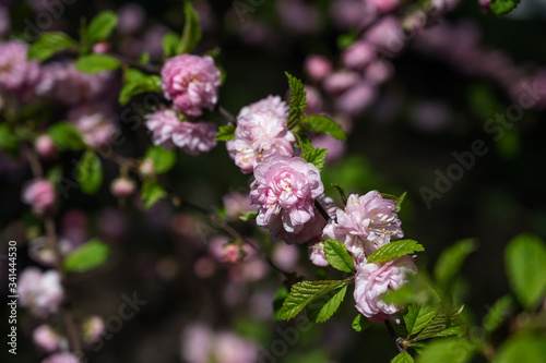 beautiful pink rosehip flowers on a branch with green leaves on a blurred background