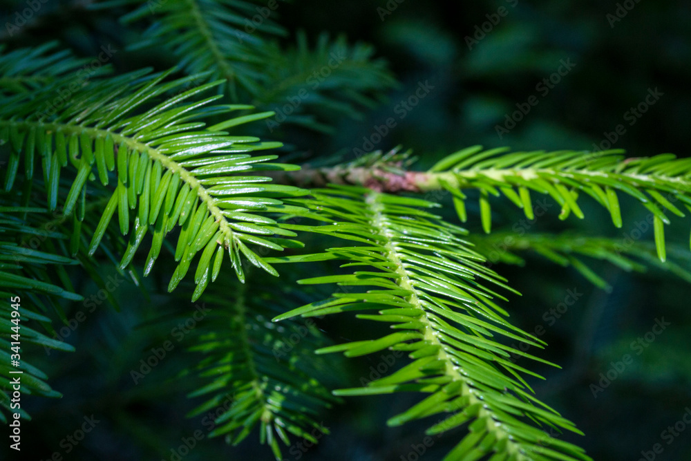 Fototapeta premium Branches de sapins