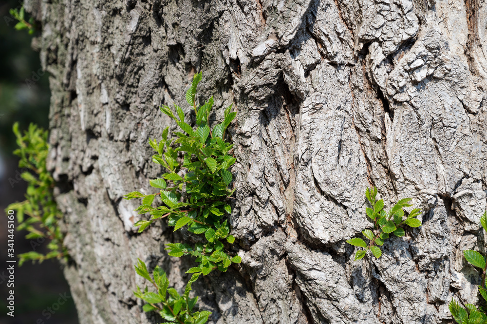 Fresh new green shoots on an old dry tree trunk Fresh new green shoots on an old dry tree trunk