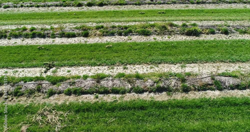 Blueberry field planted in equal rows and lined with straw. Blueberry field planted in equal rows and lined with straw.