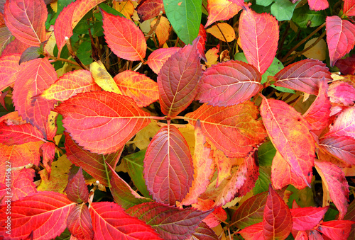 Bright red and golden leaves background.