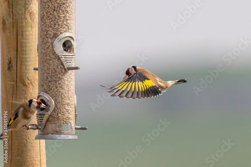 A colorful goldfinch coming in to land on a bird feeder