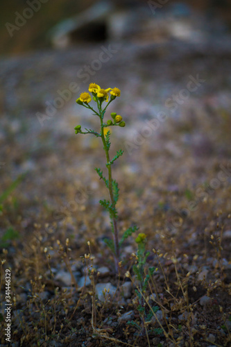 One little yellow flower in the spring garden