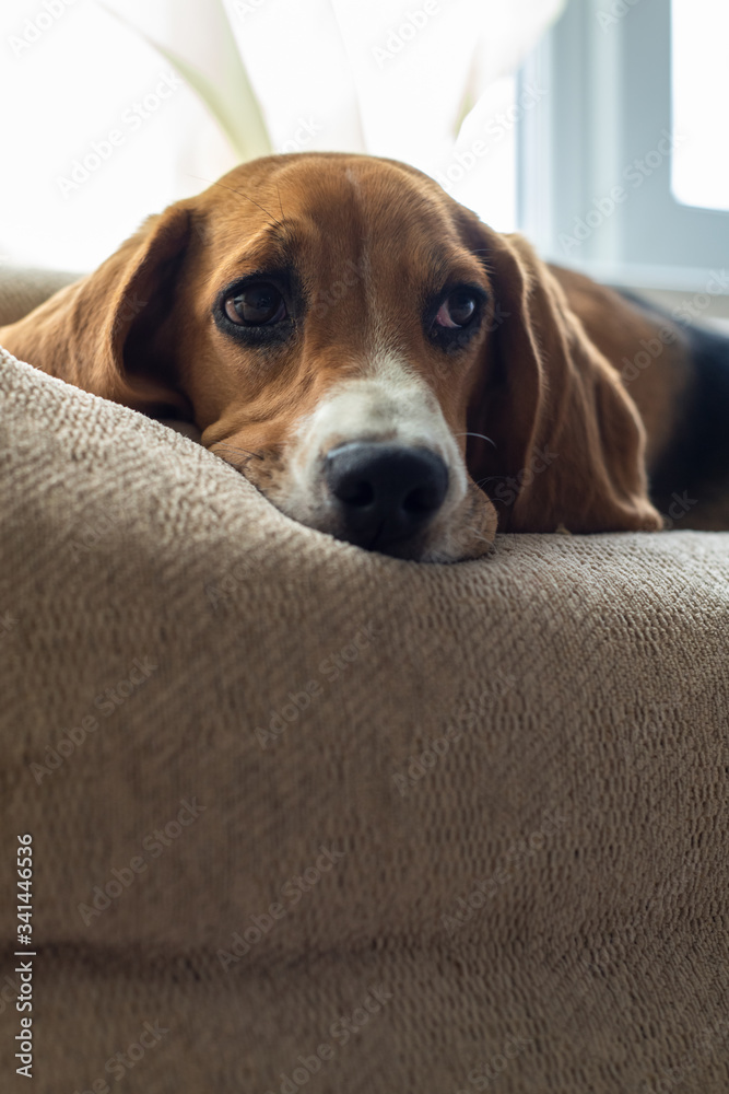 Resting beagle dog on the couch. Beggingly looks at the owner. Pets.