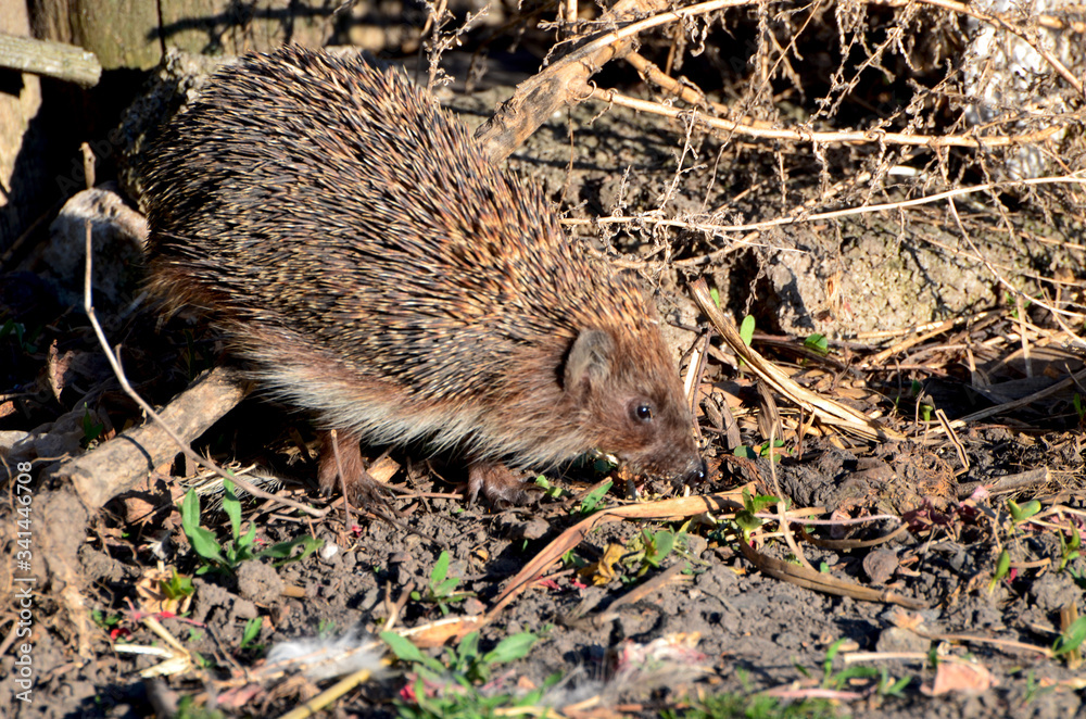 Hedgehog walking around green grass,photo Hedgehog walking around green grass,photo