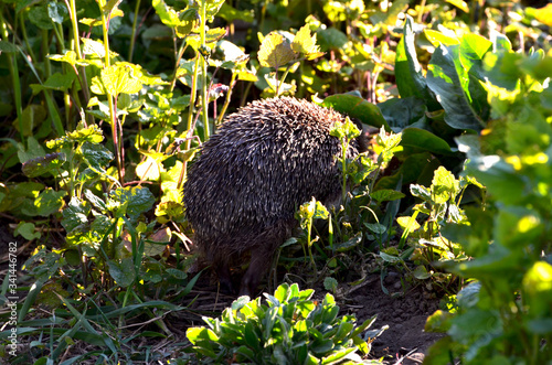 Hedgehog walking around green grass,photo