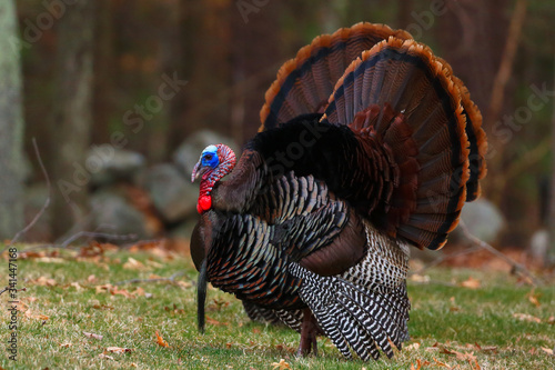 Wild Turkey with open wings in the woods in Massachusetts 