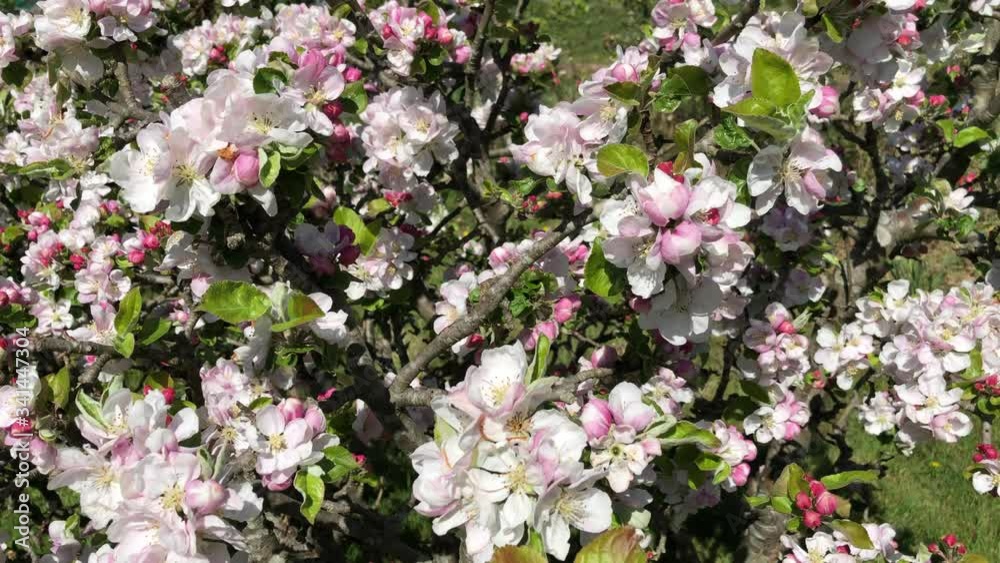 Spring apple tree blossoms close up Spring apple tree blossoms close up
