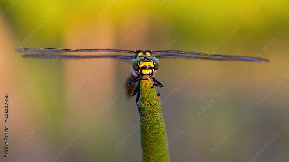 Front view of golden ringed dragonfly, cordulegaster boltonii, looking with big eyes in summer. Insect sitting above moorland with copy space under wings Front view of golden ringed dragonfly, cordulegaster boltonii, looking with big eyes in summer. Insect sitting above moorland with copy space under wings