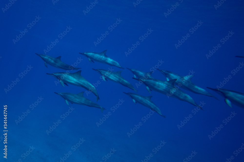 A family of wild dolphins playing in the clear ocean waters. Mauritius, Indian Ocean A family of wild dolphins playing in the clear ocean waters. Mauritius, Indian Ocean