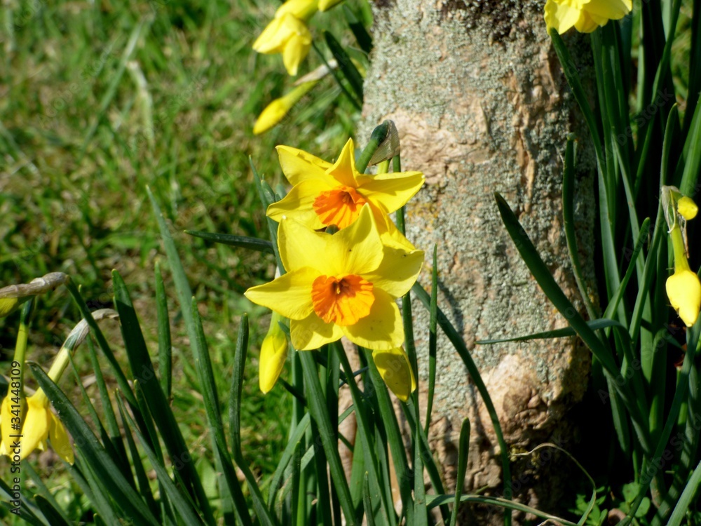 Jonquilles dans la nature Jonquilles dans la nature