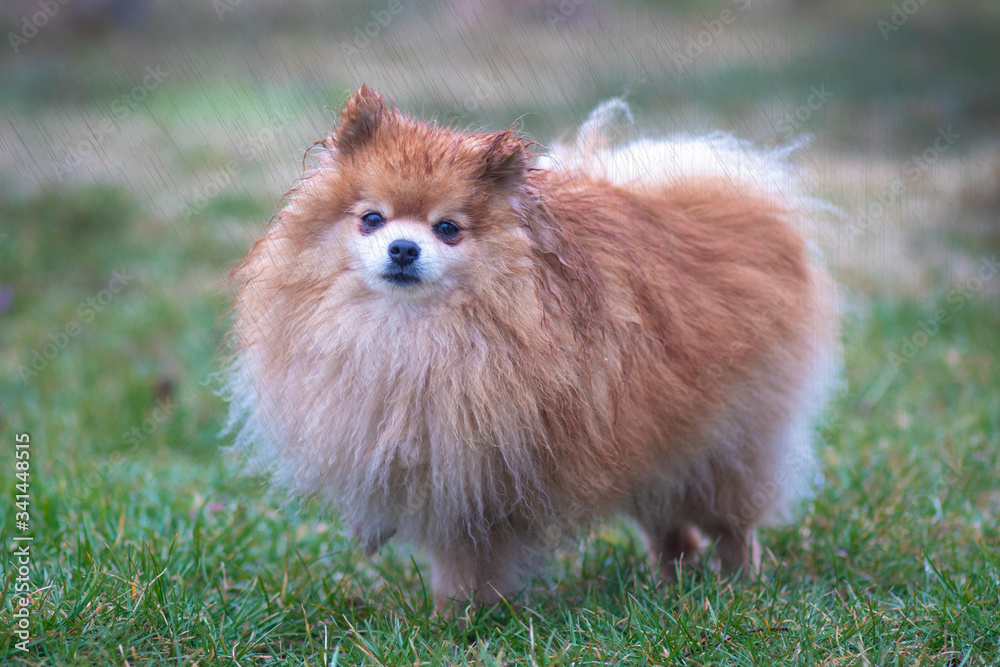 Cute sad upset little animal, dog in the rain. Wet Pomeranian Spitz puppy standing alone in rainy cold weather on the grass, looking at camera with a sad look. Loneliness, broken heart concept