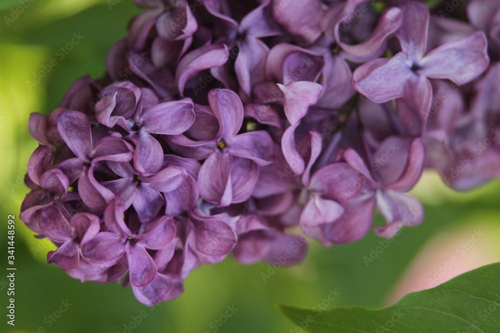 Lilac blossom flow.ers spring view. Spring lilac flowers close up. Lilac blooms. A beautiful bunch of rare variety lilac on darden. Lilac blossom flow.ers spring view. Spring lilac flowers close up. Lilac blooms. A beautiful bunch of rare variety lilac on darden.