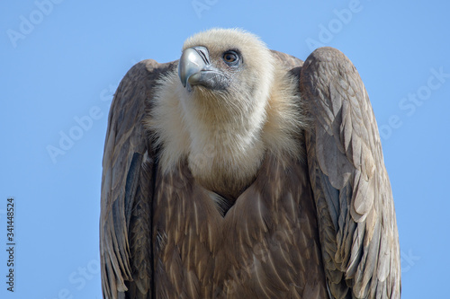 portrait of a vulture © Ilya