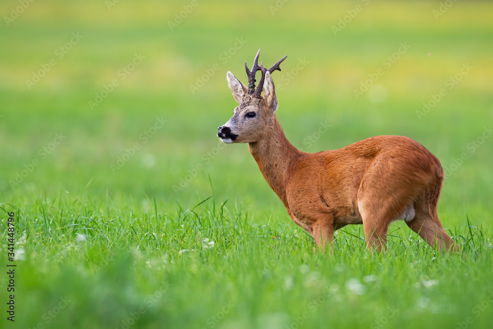 Elegant roe deer, capreolus capreolus, buck standing in morning wilderness and listening curiously. Male adult animal with antlers in fresh green nature. Wild mammal with blurred background.