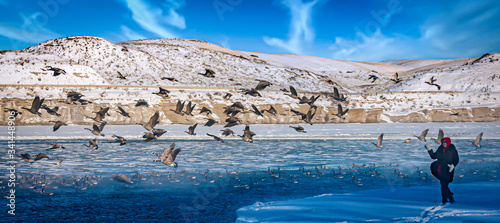 Wintering Geese on the Missouri in Montana