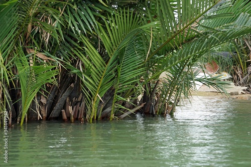 green palm trees in a mangrove forest